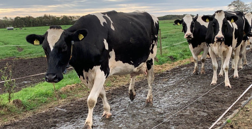 Samarbejde driver den grønne omstilling frem i Ringkøbing-Skjern Kommune