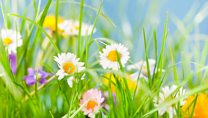Dekorativt billede af sommerblomster på mark