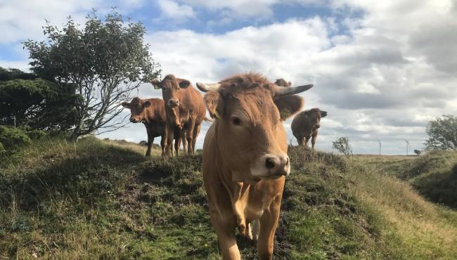 Græsningslaug skal øge biodiversiteten: Kom og hør, om det er noget for dig!