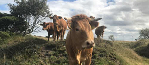 Græsningslaug skal øge biodiversiteten: Kom og hør, om det er noget for dig!