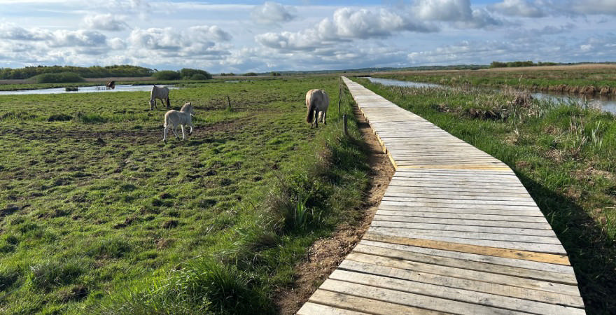 Foto: Poul Gregersen