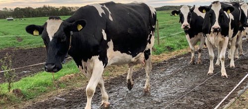 Samarbejde driver den grønne omstilling frem i Ringkøbing-Skjern Kommune