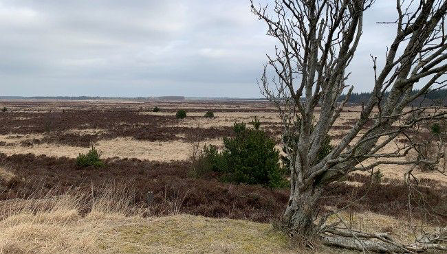 Foto: Merete Jensen Borris Hede