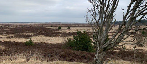 Foto: Merete Jensen Borris Hede