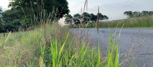 Vild vejgrøft. Foto: Merete Jensen