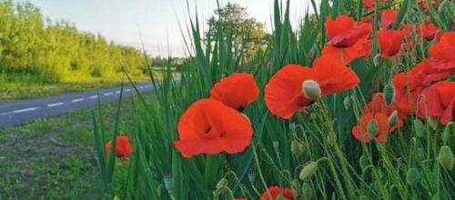 Foto: Sara Jørgensen