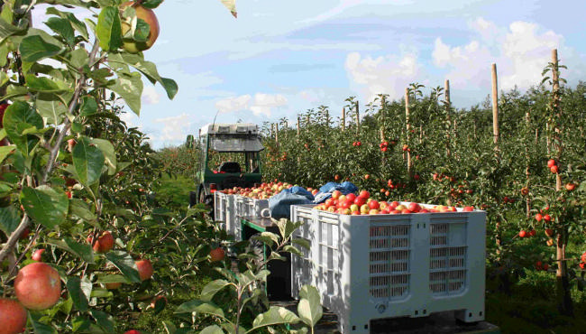 Laubjergs Planteskole