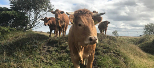 Køer på Lønborg Hede