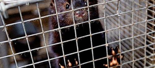 Kommunen klar med hjælp til minkavlere