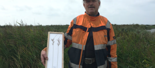 Fund af nyt siv i Danmark sker i Ringkøbing-Skjern Kommune