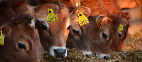 Glæde over Arla-udvidelse