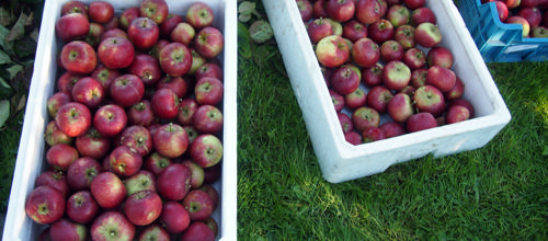 Fokus på nye fødevarer og nicheprodukter