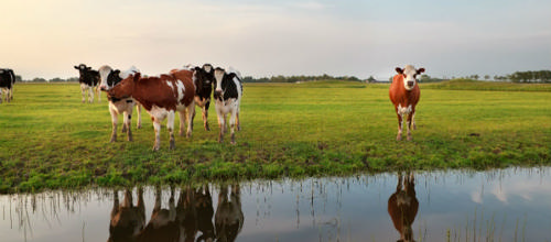 Kender du din lokale rabarberavler?