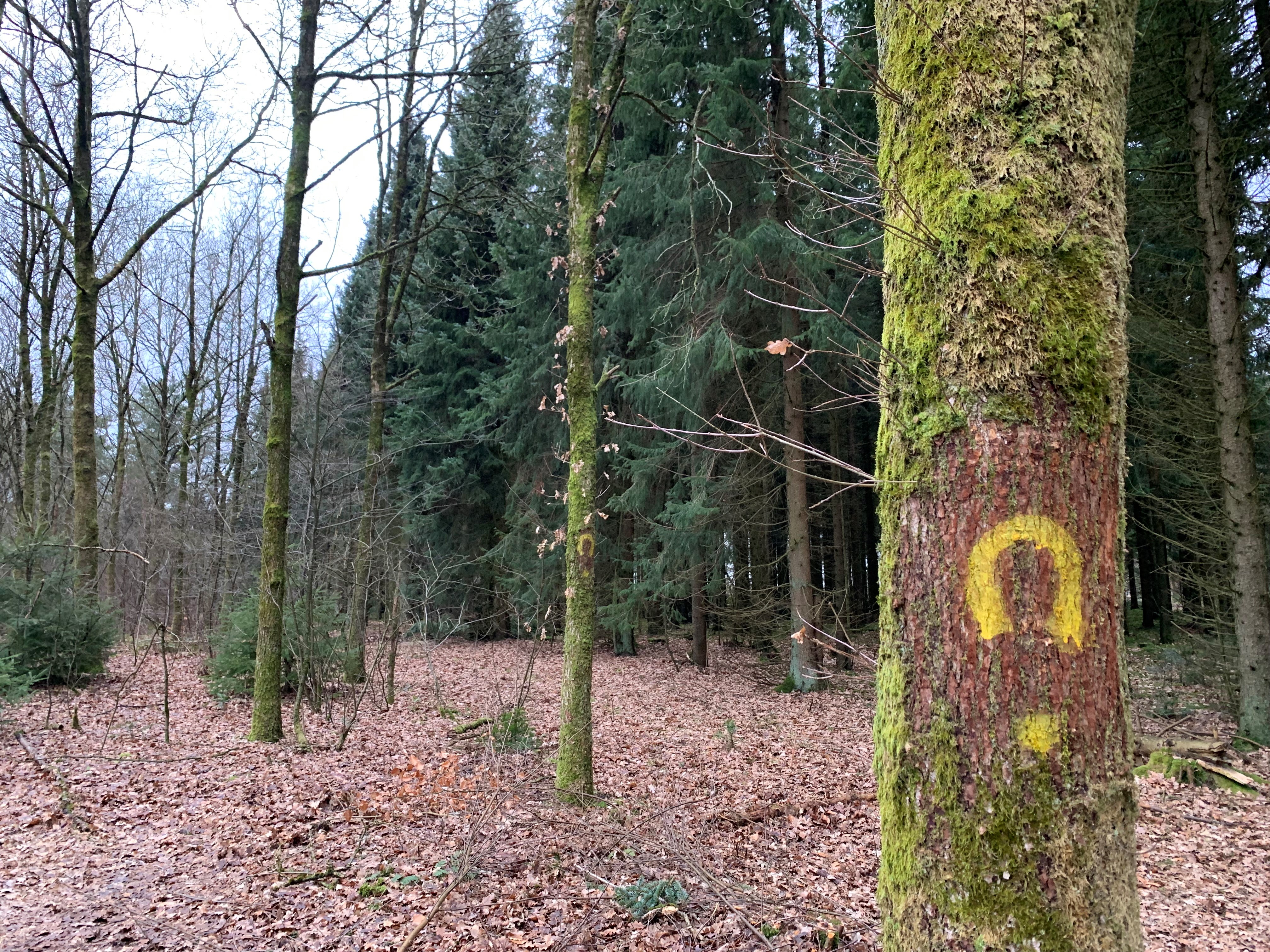 foto af hestesko på et træ